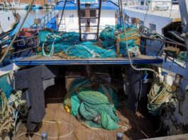 Acerra, scoperta pescheria abusiva in un’abitazione privata: sequestrati oltre 110 kg di anguille protette