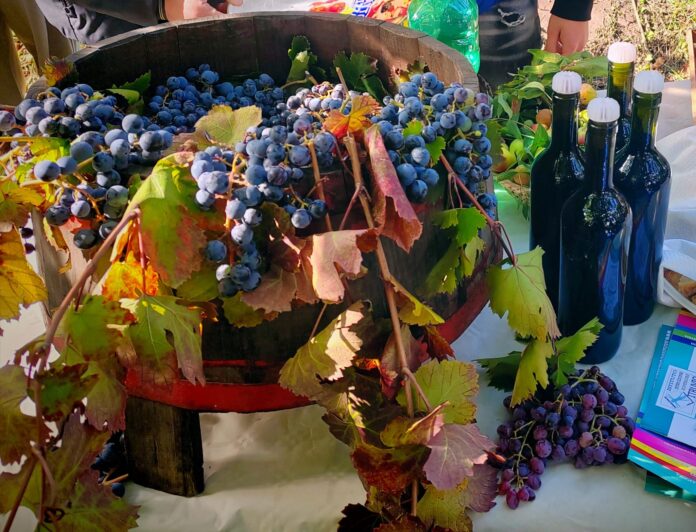 produttori penisola sorrentina Dop