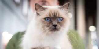 Paestum Cat Show, Love Edition 2026