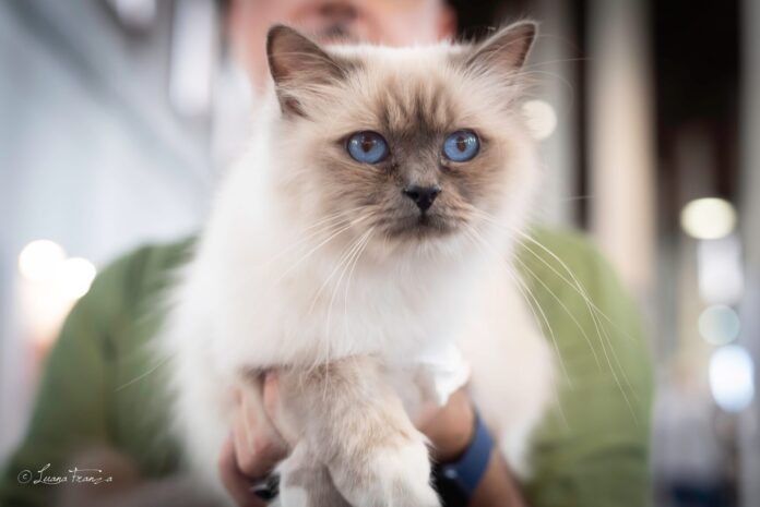 Paestum Cat Show, Love Edition 2026