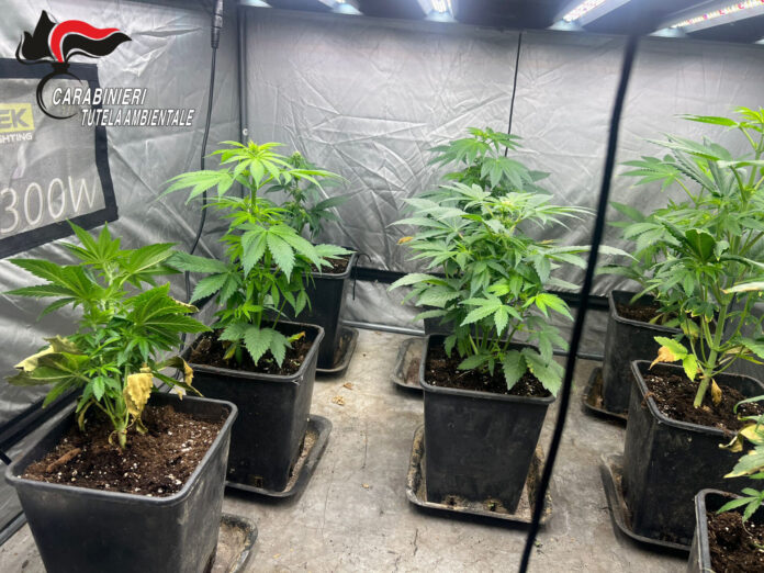 Coltivazione di cannabis ai Camaldoli: operazione dei Carabinieri Forestali a Napoli