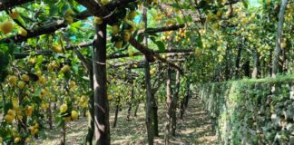 Amalfi, 150mila euro a fondo perduto per l’agricoltura eroica