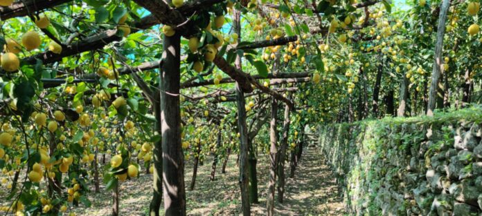 Amalfi, 150mila euro a fondo perduto per l’agricoltura eroica