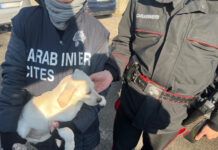 Napoli, blitz nel campo rom di via Circumvallazione Esterna: sequestri, denunce e animali maltrattati