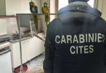 Nola: sequestrati psittacidi e tortore dal collare, denunciato un 58enne per detenzione illecita e maltrattamento di fauna protetta