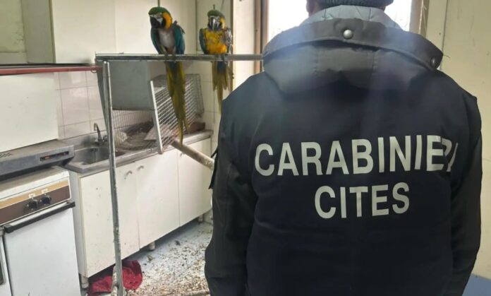 Nola: sequestrati psittacidi e tortore dal collare, denunciato un 58enne per detenzione illecita e maltrattamento di fauna protetta