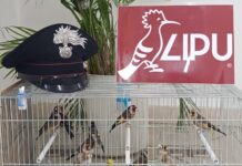 Napoli, Secondigliano: sequestrati nove cardellini, denunciato un 65enne per detenzione illegale di uccelli
