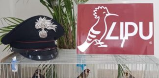 Napoli, Secondigliano: sequestrati nove cardellini, denunciato un 65enne per detenzione illegale di uccelli
