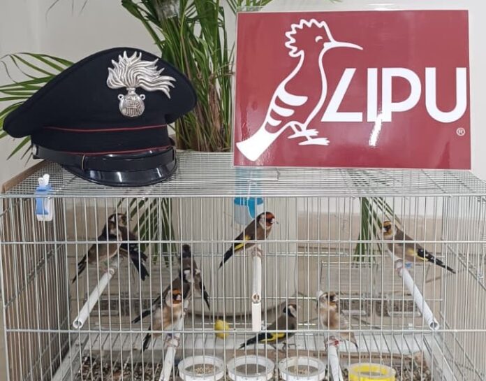 Napoli, Secondigliano: sequestrati nove cardellini, denunciato un 65enne per detenzione illegale di uccelli