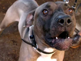 Scafati, bimbo di 13 mesi azzannato dal pitbull di famiglia: non è in pericolo di vita