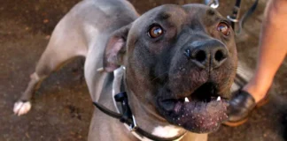 Scafati, bimbo di 13 mesi azzannato dal pitbull di famiglia: non è in pericolo di vita