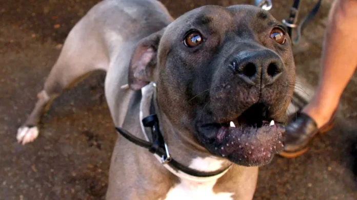 Scafati, bimbo di 13 mesi azzannato dal pitbull di famiglia: non è in pericolo di vita