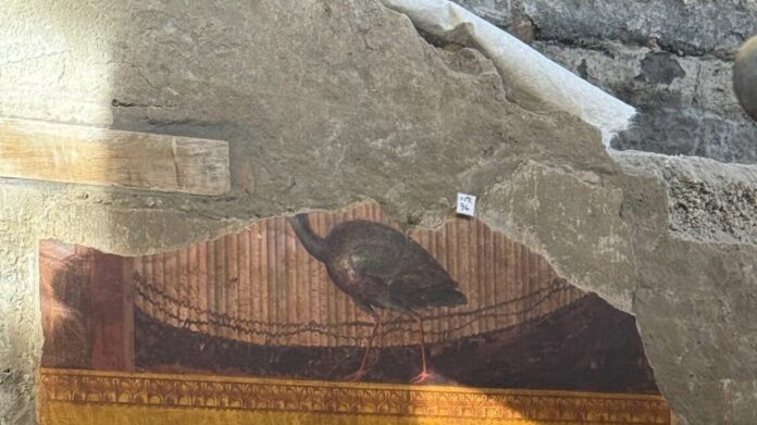 Villa di Poppea, il cantiere si apre ai visitatori: affreschi, pavoni e nuovi ambienti emergono dagli scavi di Oplontis