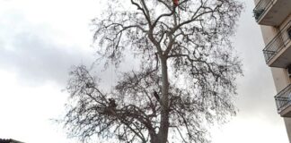 Platano secolare di Sant'Agnello