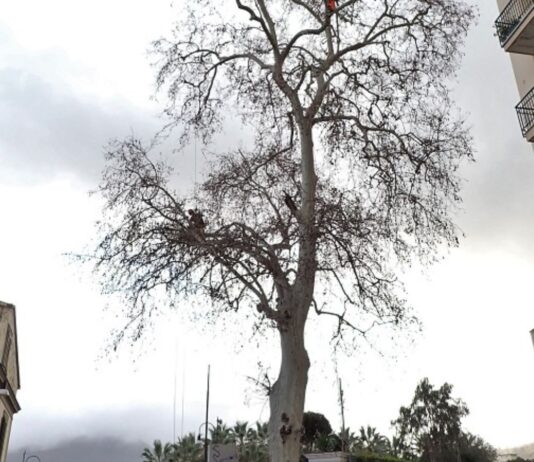 Platano secolare di Sant'Agnello