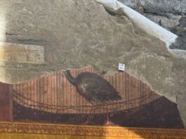 Pavonessa scoperta nella Villa di Poppea