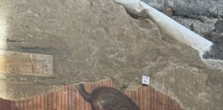 Pavonessa scoperta nella Villa di Poppea