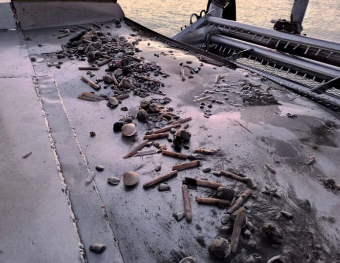 Cannolicchi a rischio lungo la costa salernitana: Genenvet avvia uno studio sulle cause della drastica riduzione