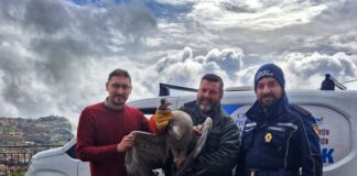 Agerola, gru cenerine disorientate dalla nebbia: intervento di salvataggio