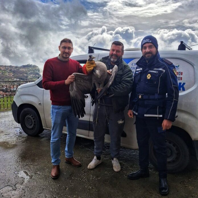 Agerola, gru cenerine disorientate dalla nebbia: intervento di salvataggio Agerola, gru cenerine disorientate dalla nebbia: intervento di salvataggio