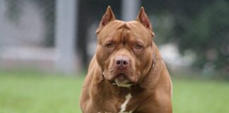 Salerno, bimba azzannata da un pitbull in villa comunale: non è in condizioni gravi