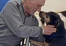 Diego, il cane fedele ritrova il suo padrone in ospedale: incontro commovente a Nocera Diego, il cane fedele ritrova il suo padrone in ospedale: incontro commovente a Nocera