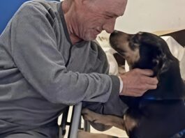 Diego, il cane fedele ritrova il suo padrone in ospedale: incontro commovente a Nocera