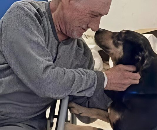 Diego, il cane fedele ritrova il suo padrone in ospedale: incontro commovente a Nocera