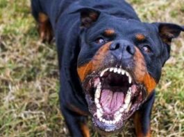 Lacco Ameno: coppia aggredita dal proprio cane, intervengono i carabinieri