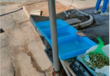 Prodotti ittici in cattivo stato di conservazione