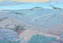 Gli uccelli marini e la caccia subacquea: uno studio rivela strategie di agguato nei marangoni