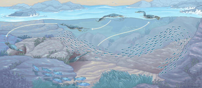 Gli uccelli marini e la caccia subacquea: uno studio rivela strategie di agguato nei marangoni