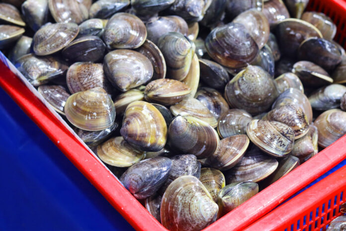 vongole